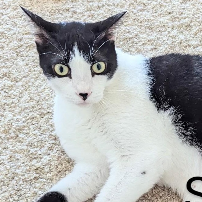 Enlarge Stan, a Adoptable Domestic Short Hair in Fort Myers Beach, FL image 1/4