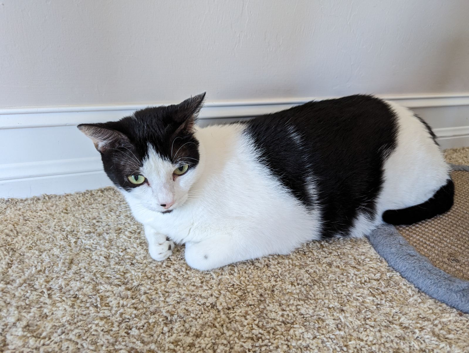 Enlarge Stan, a Adoptable Domestic Short Hair in Fort Myers Beach, FL image 4/4