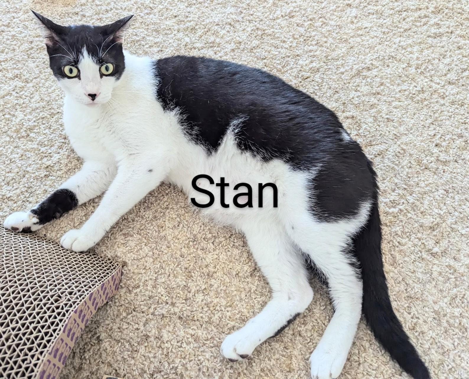 Stan, Adoptable, Adult Male Domestic Short Hair.