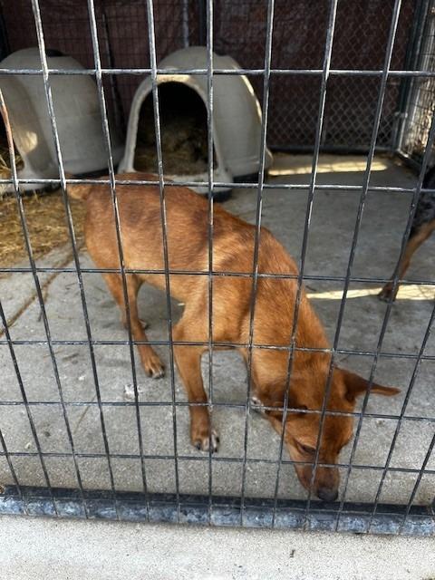 Tig, Adoptable, Young Male Shepherd & Labrador Retriever.