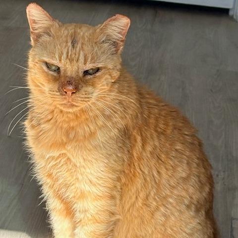 Simon, a Adoptable Domestic Short Hair in Panama City Beach, FL image 2/6