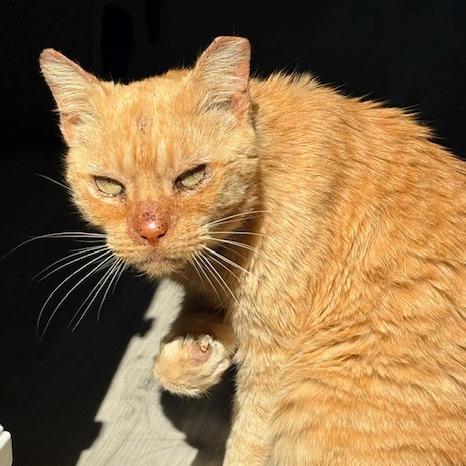 Simon, a Adoptable Domestic Short Hair in Panama City Beach, FL image 3/6