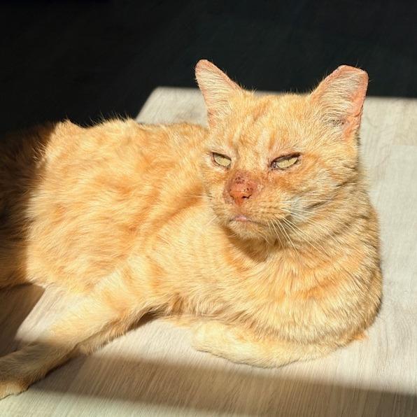 Simon, a Adoptable Domestic Short Hair in Panama City Beach, FL image 5/6