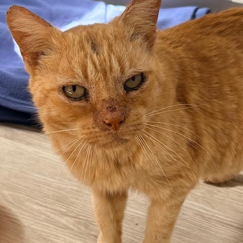 Simon, a Adoptable Domestic Short Hair in Panama City Beach, FL image 6/6