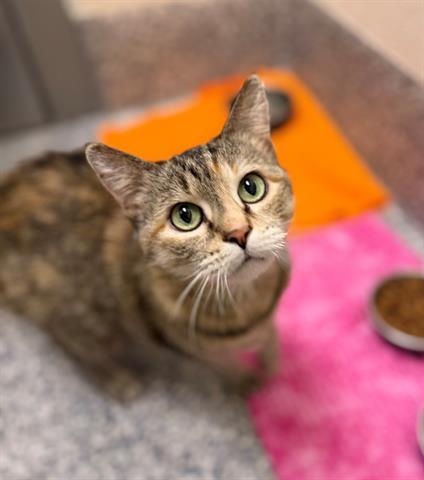 Enlarge SWEET PEA, a Adoptable Domestic Short Hair in Brighton, CO image 1/1