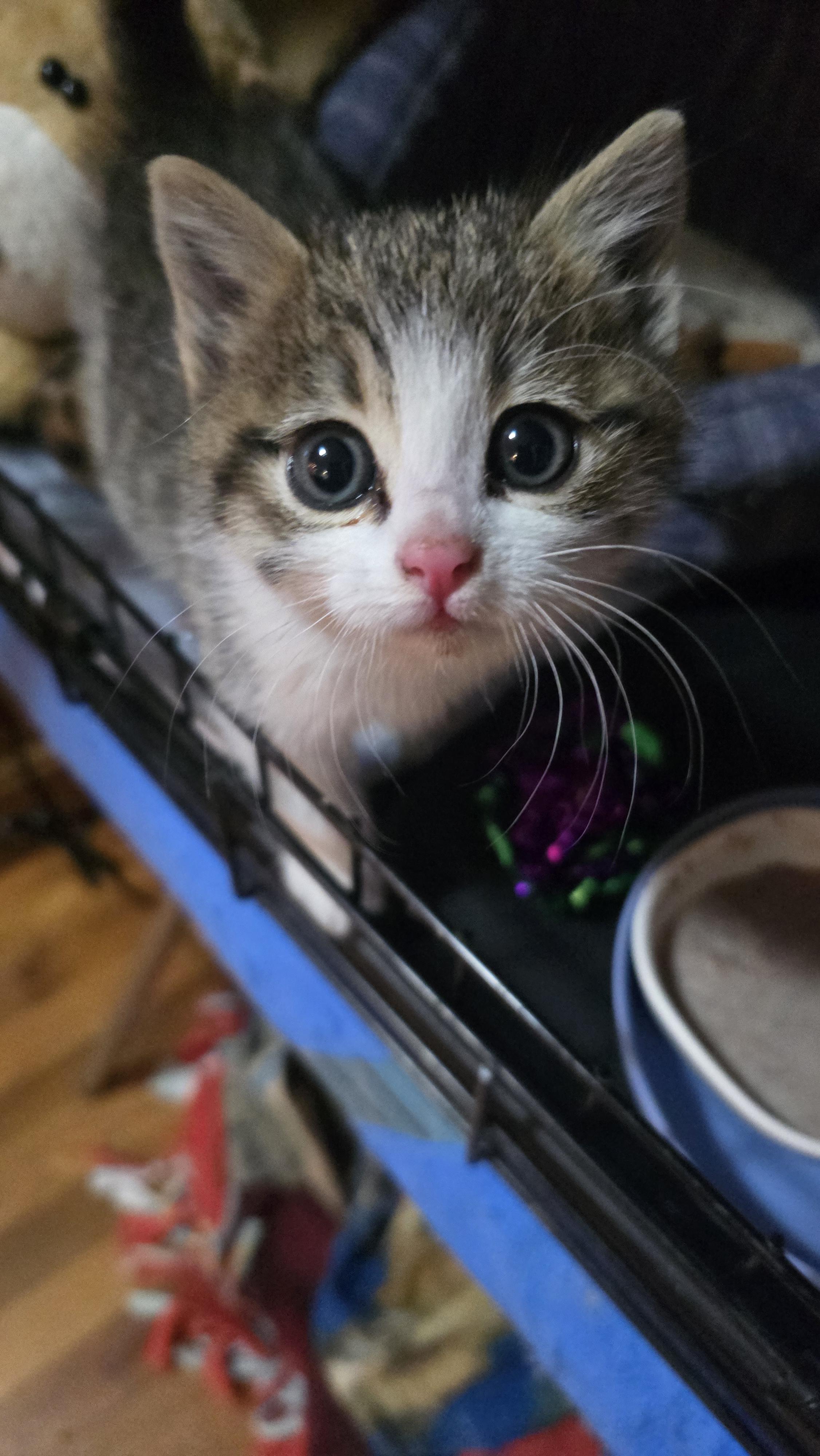 Enlarge Margot, a Adoptable mixed breed in Buhl, ID image 2/5