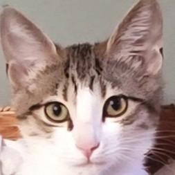 Enlarge Margot, a Adoptable mixed breed in Buhl, ID image 3/5