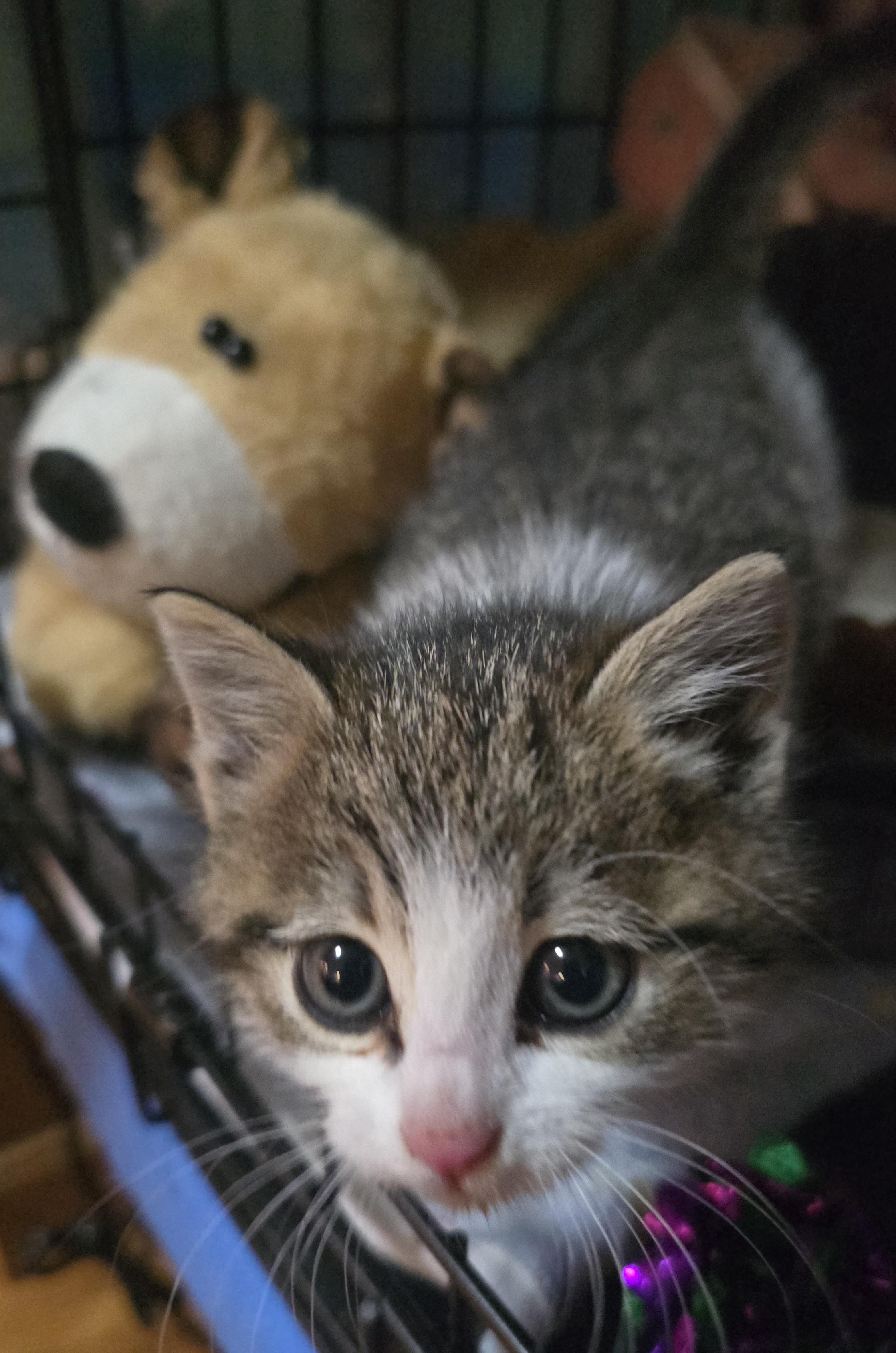 Enlarge Margot, a Adoptable mixed breed in Buhl, ID image 4/5