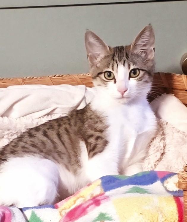 Enlarge Margot, a Adoptable mixed breed in Buhl, ID image 5/5