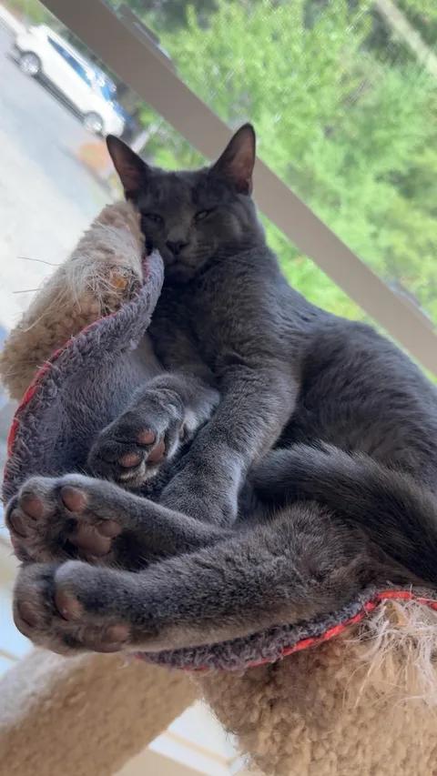 Grayden, ADOPTABLE, Young Male Domestic Short Hair.