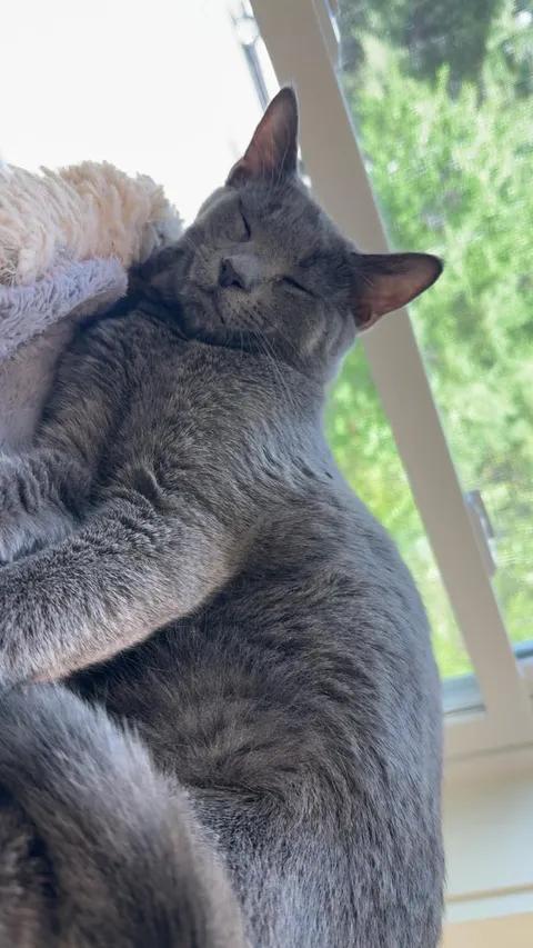 Grayden, a ADOPTABLE Domestic Short Hair in Cherryfield, ME image 2/2