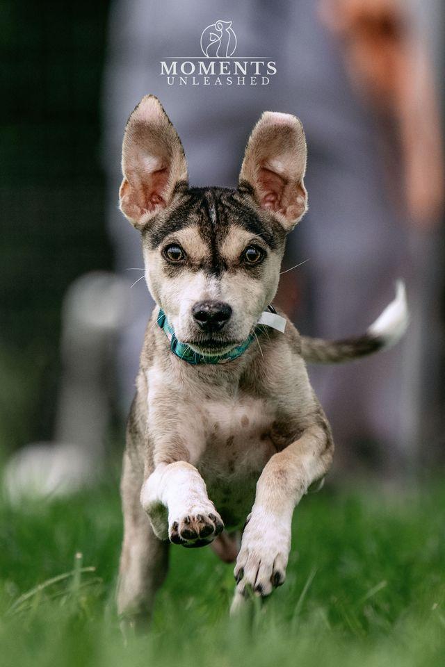 Aston, a ADOPTABLE mixed breed in Myakka City, FL image 3/6
