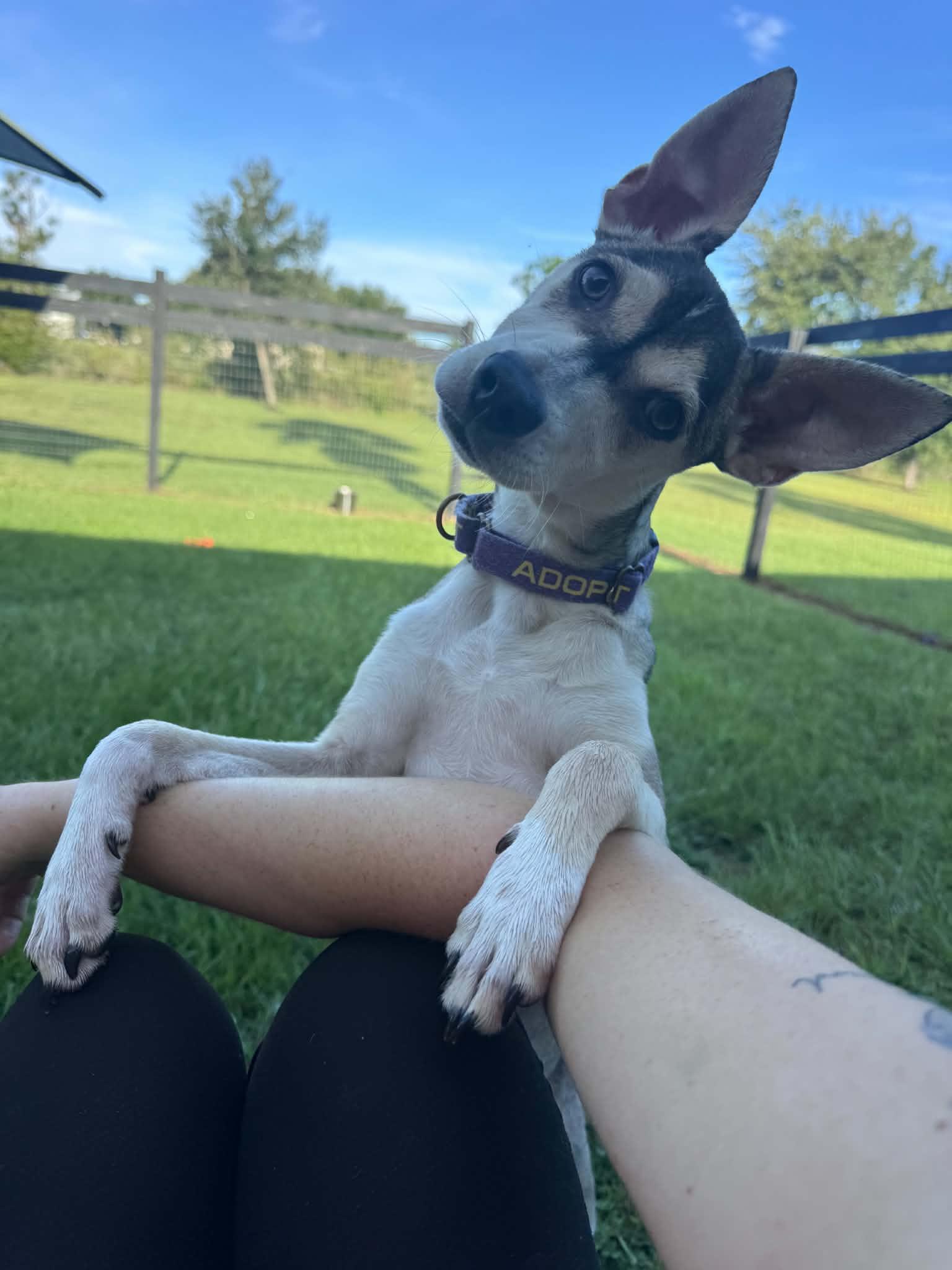 Aston, a ADOPTABLE mixed breed in Myakka City, FL image 6/6