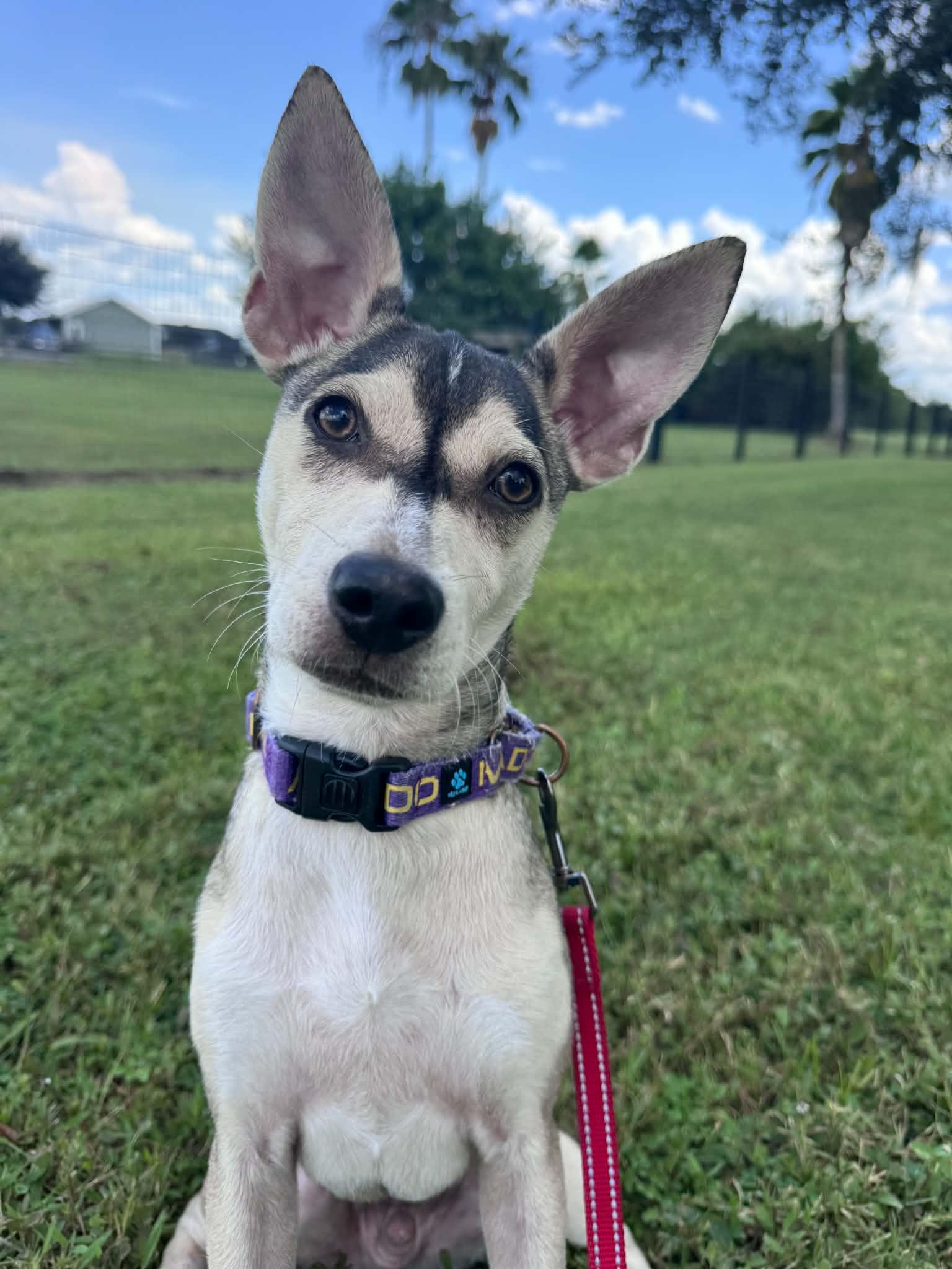 Aston, a ADOPTABLE mixed breed in Myakka City, FL image 5/6