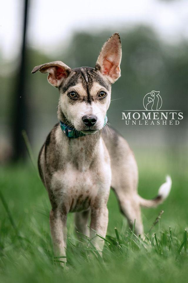 Aston, a ADOPTABLE mixed breed in Myakka City, FL image 1/6