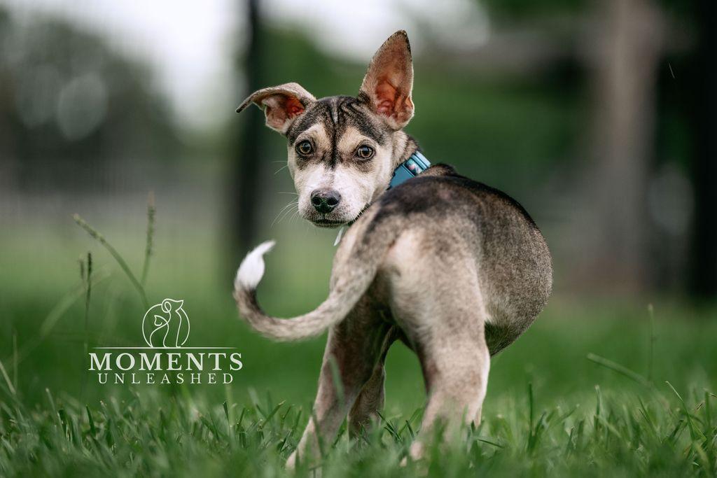 Aston, a ADOPTABLE mixed breed in Myakka City, FL image 4/6