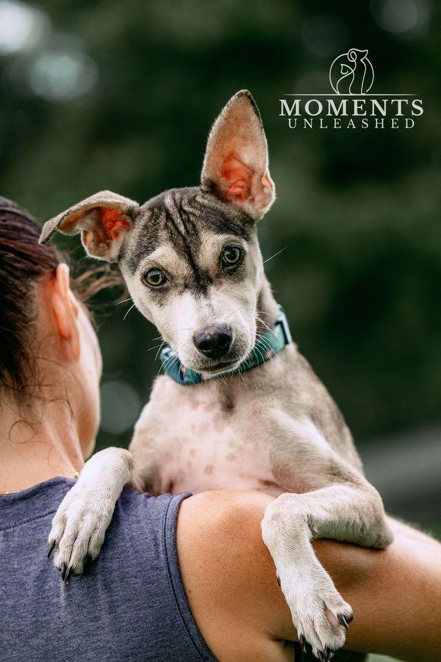 Aston, a ADOPTABLE mixed breed in Myakka City, FL image 2/6