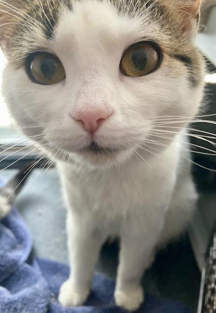 Enlarge Molly, a ADOPTABLE Domestic Short Hair in Ottawa, ON image 6/6