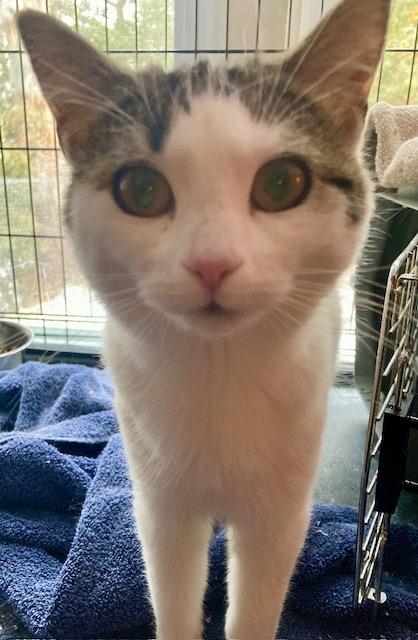 Enlarge Molly, a ADOPTABLE Domestic Short Hair in Ottawa, ON image 4/6