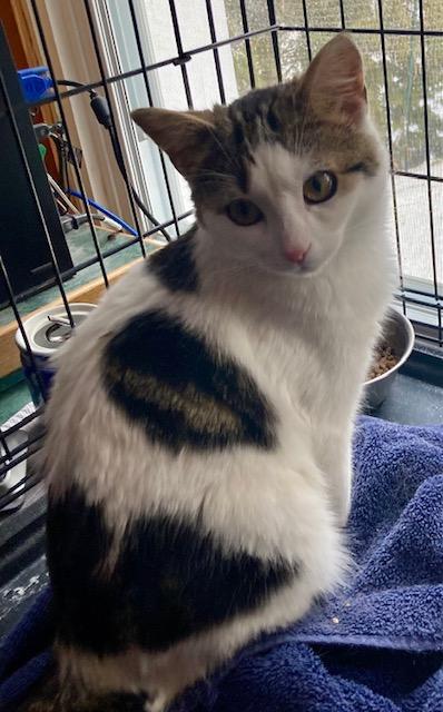 Enlarge Molly, a ADOPTABLE Domestic Short Hair in Ottawa, ON image 3/6