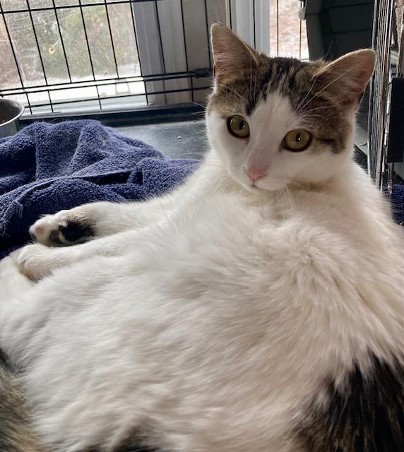 Enlarge Molly, a ADOPTABLE Domestic Short Hair in Ottawa, ON image 5/6