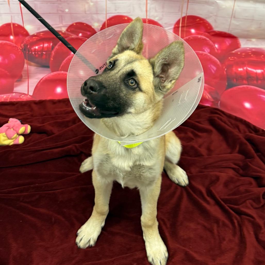 Enlarge Curler, a Adoptable mixed breed in Incline Village, NV image 1/6