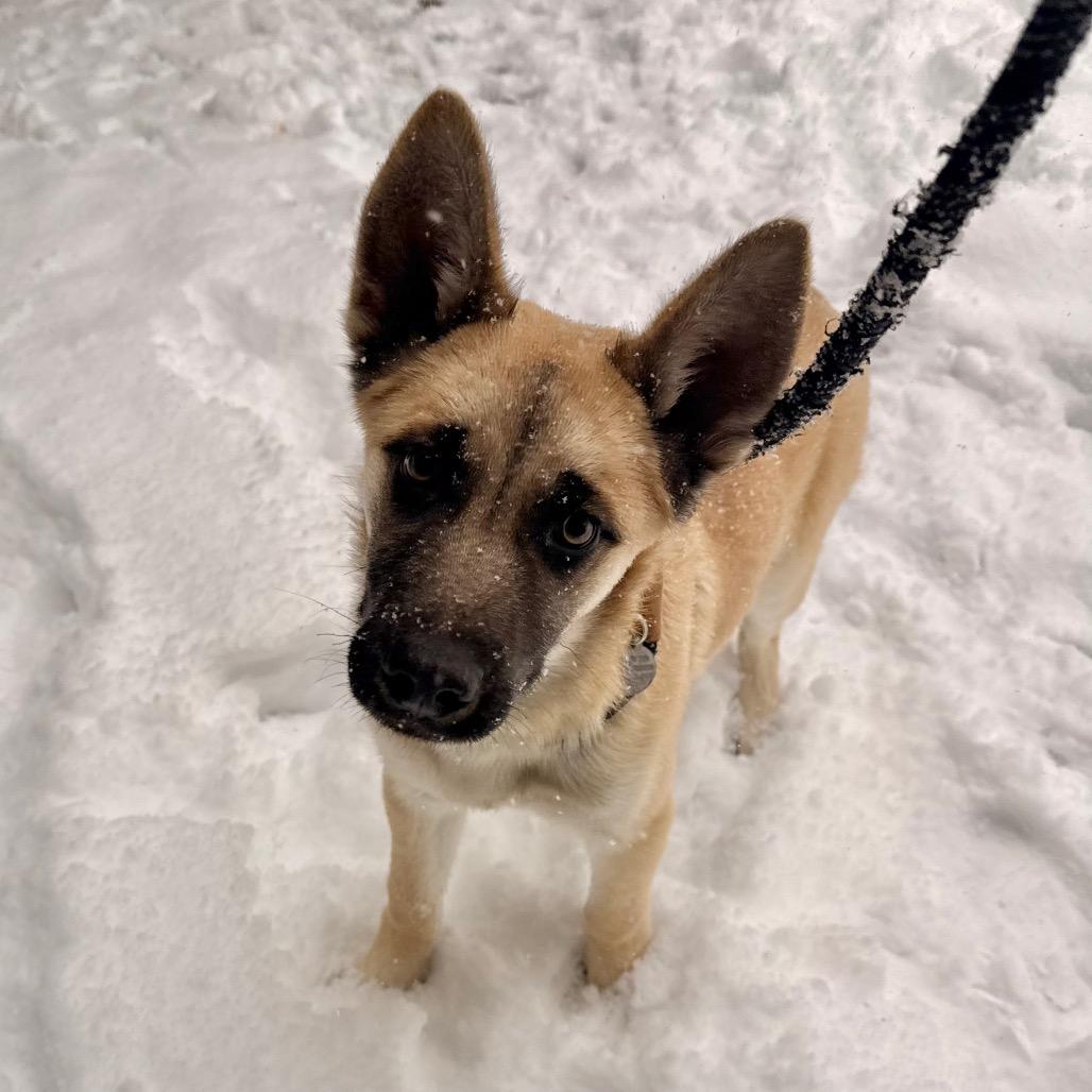 Enlarge Curler, a Adoptable mixed breed in Incline Village, NV image 2/6