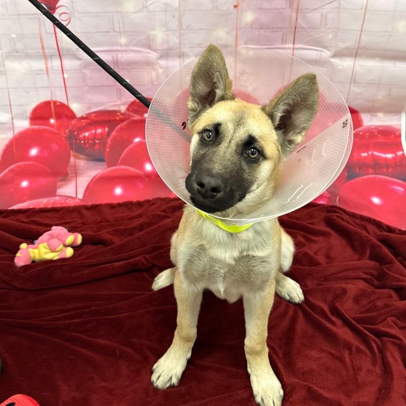 Enlarge Curler, a Adoptable mixed breed in Incline Village, NV image 3/6