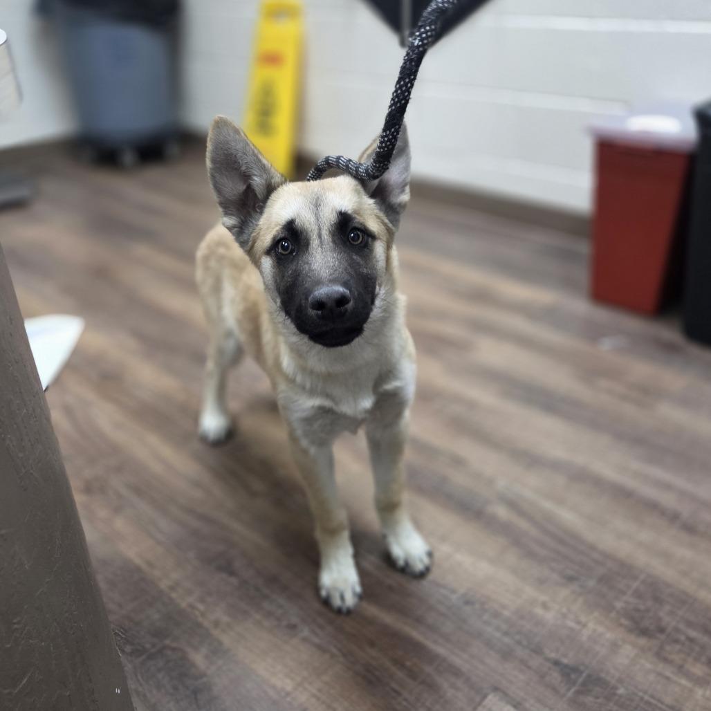 Enlarge Curler, a Adoptable mixed breed in Incline Village, NV image 5/6