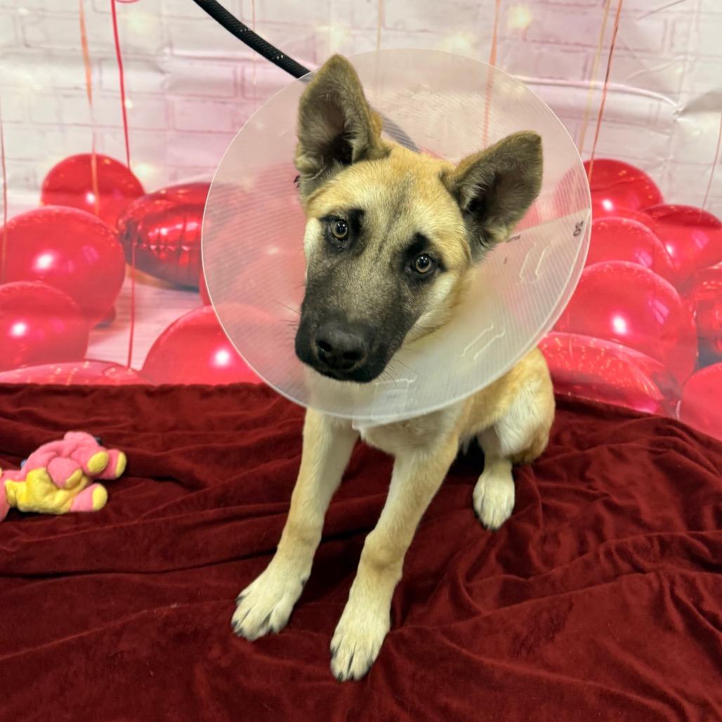 Enlarge Curler, a Adoptable mixed breed in Incline Village, NV image 6/6