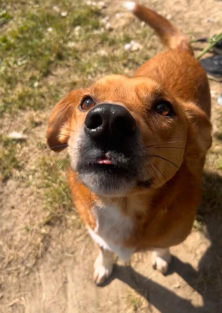 Redd, Adoptable, Adult Male Australian Cattle Dog / Blue Heeler & Australian Terrier.