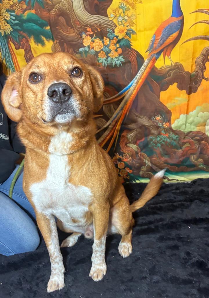 Enlarge Redd, a Adoptable mixed breed in New Manchester, WV image 2/6