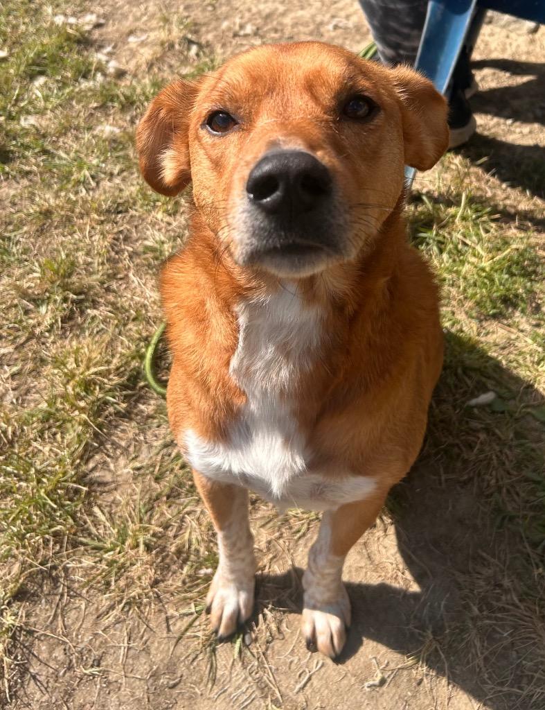 Enlarge Redd, a Adoptable mixed breed in New Manchester, WV image 3/6