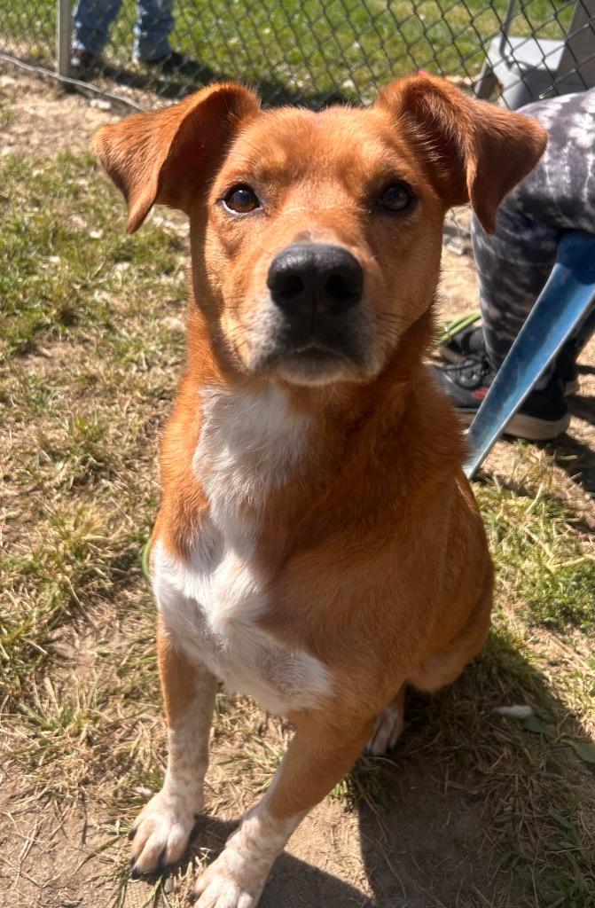 Enlarge Redd, a Adoptable mixed breed in New Manchester, WV image 4/6
