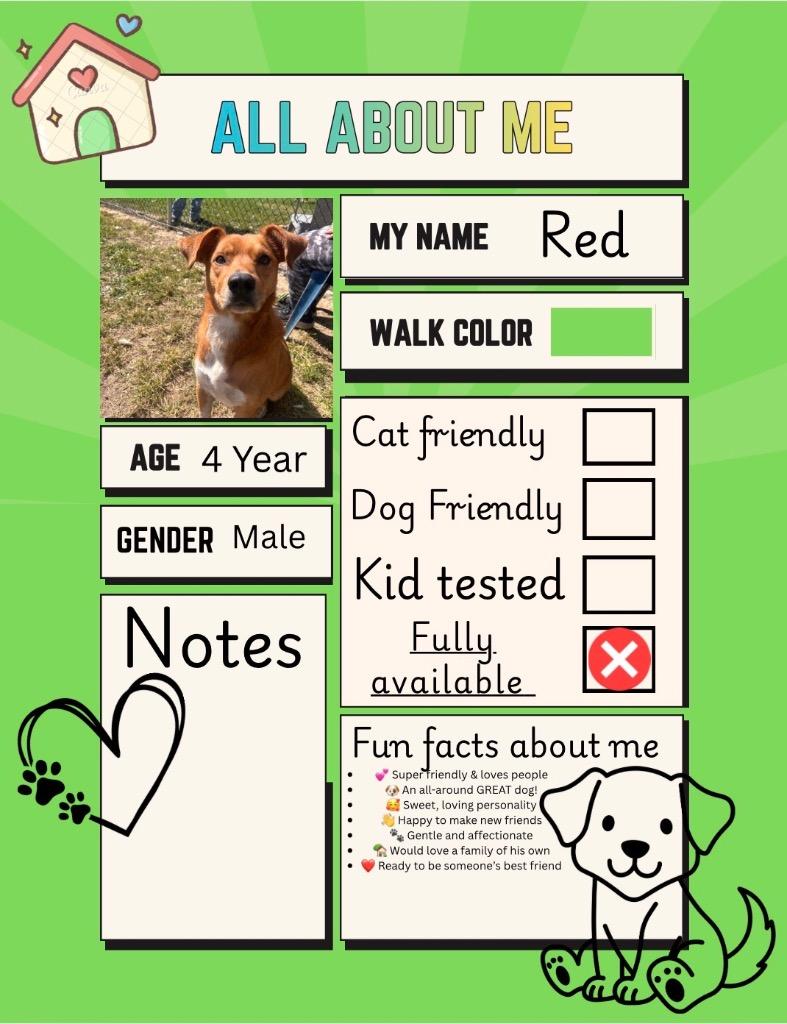 Enlarge Redd, a Adoptable mixed breed in New Manchester, WV image 5/6
