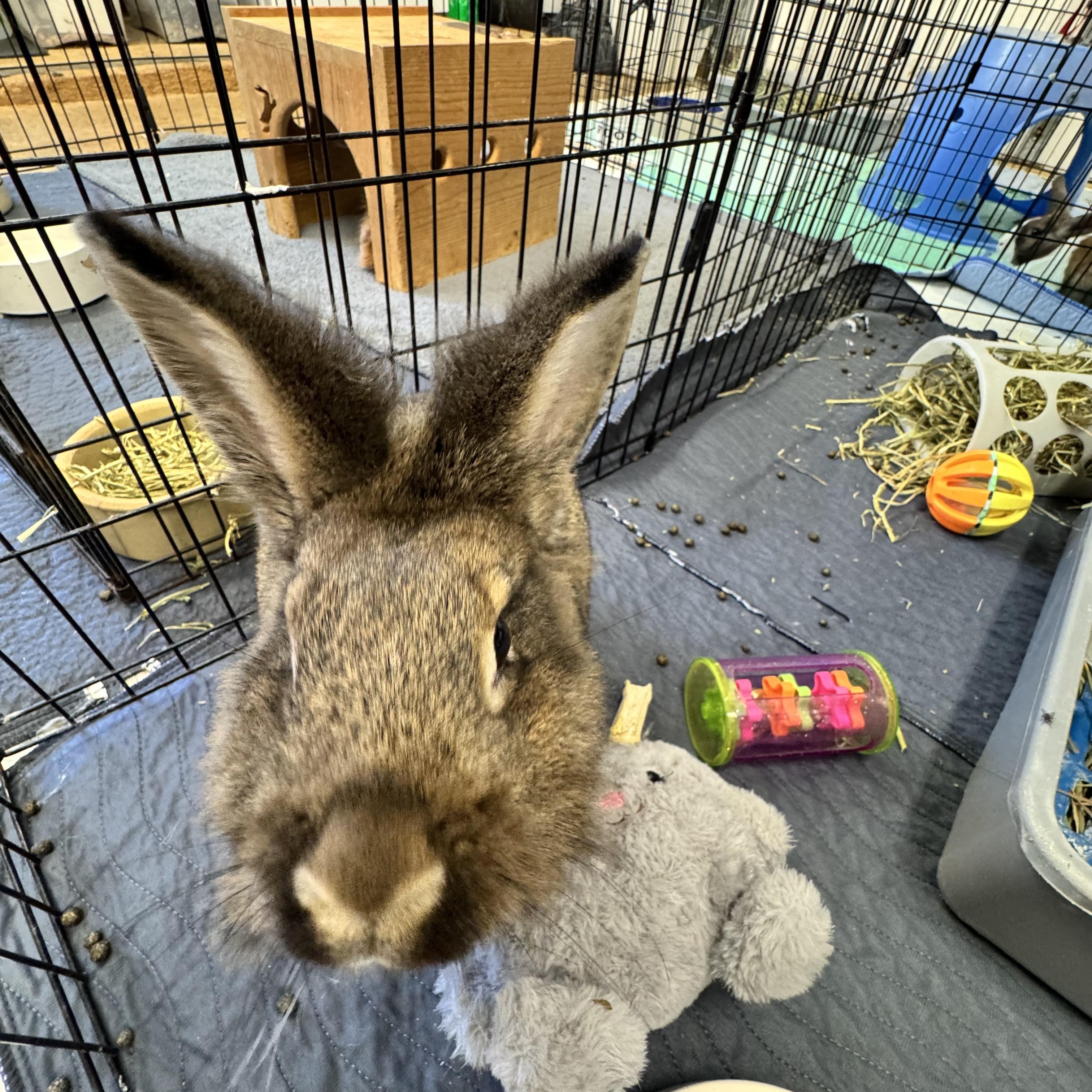 Rebecca - Adoptable Pet | Petfinder