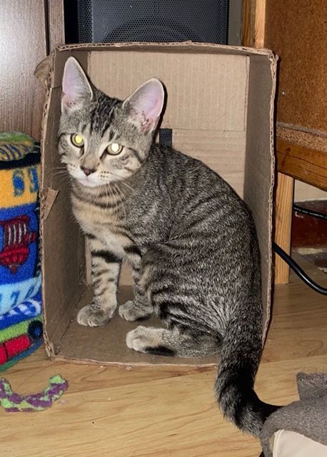 Enlarge Josie, a Adoptable Domestic Short Hair in Shippensburg, PA image 1/10