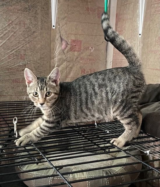 Enlarge Josie, a Adoptable Domestic Short Hair in Shippensburg, PA image 3/10