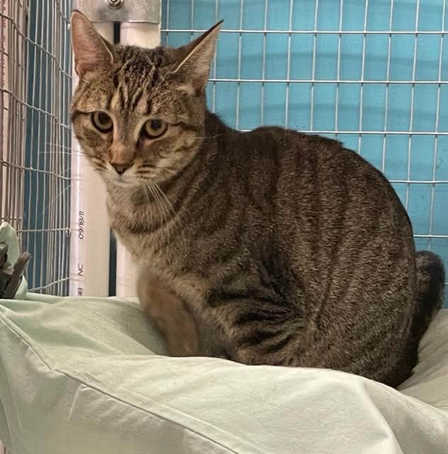 Enlarge Josie, a Adoptable Domestic Short Hair in Shippensburg, PA image 4/10