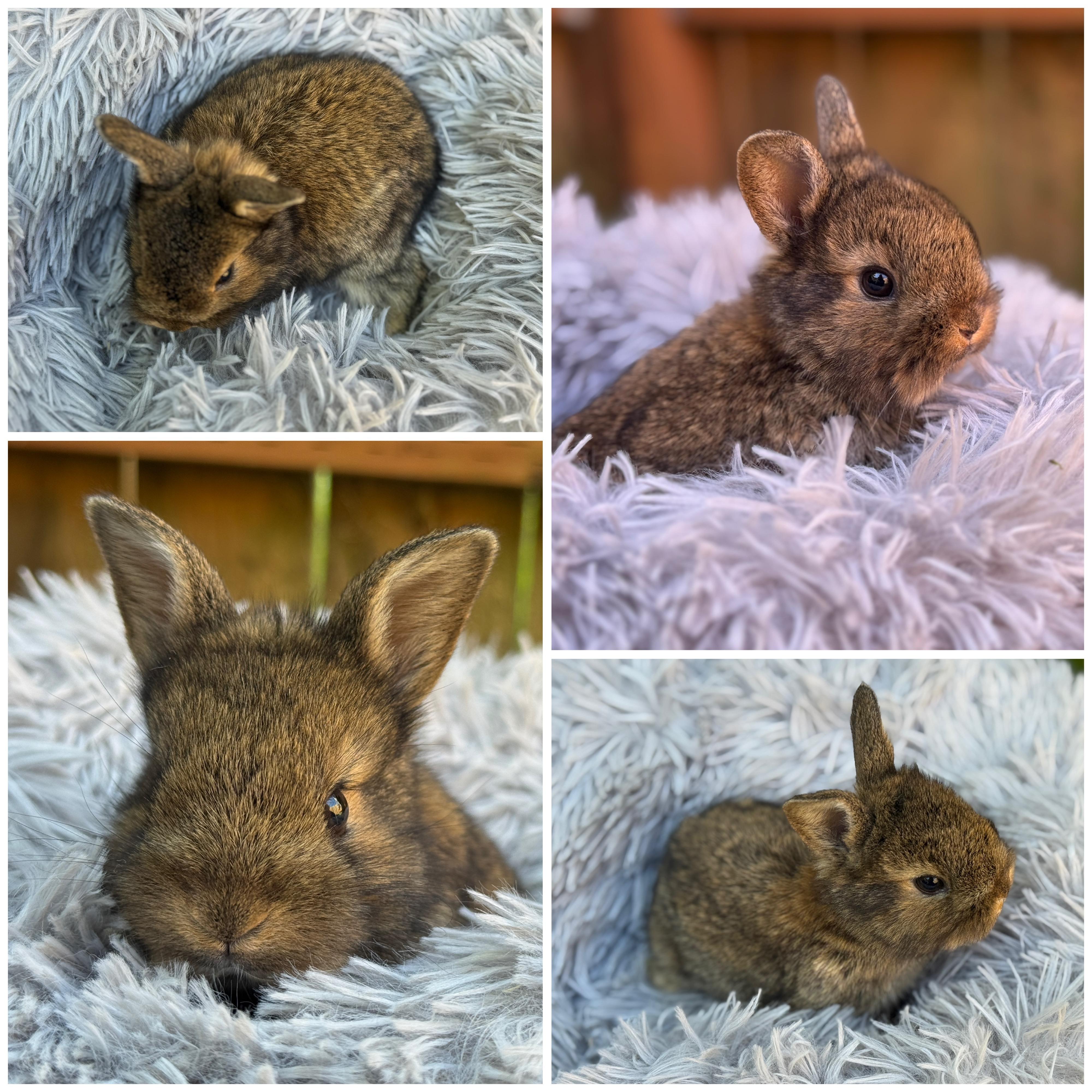 Enlarge Pochita *girl, a Adoptable mixed breed in Harrisburg, OR image 6/6