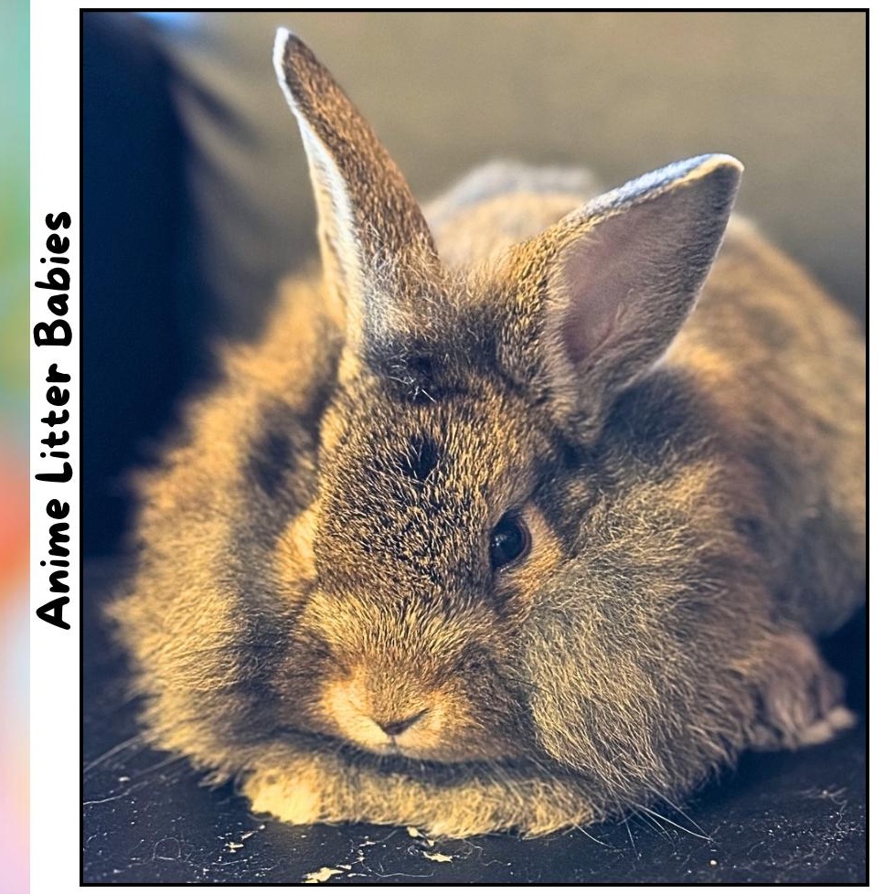 Enlarge Pochita *girl, a Adoptable mixed breed in Harrisburg, OR image 4/6