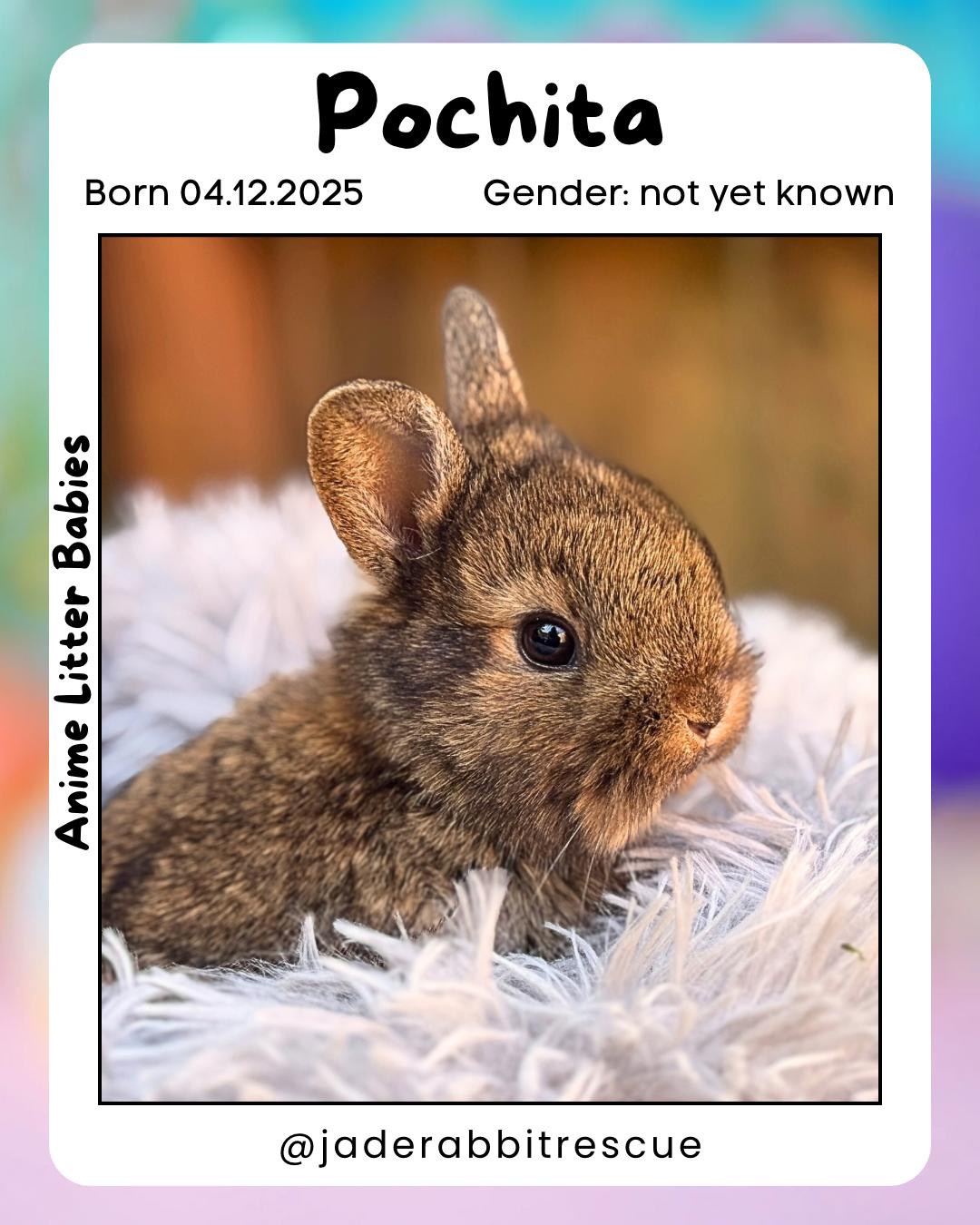 Enlarge Pochita *girl, a Adoptable mixed breed in Harrisburg, OR image 5/6