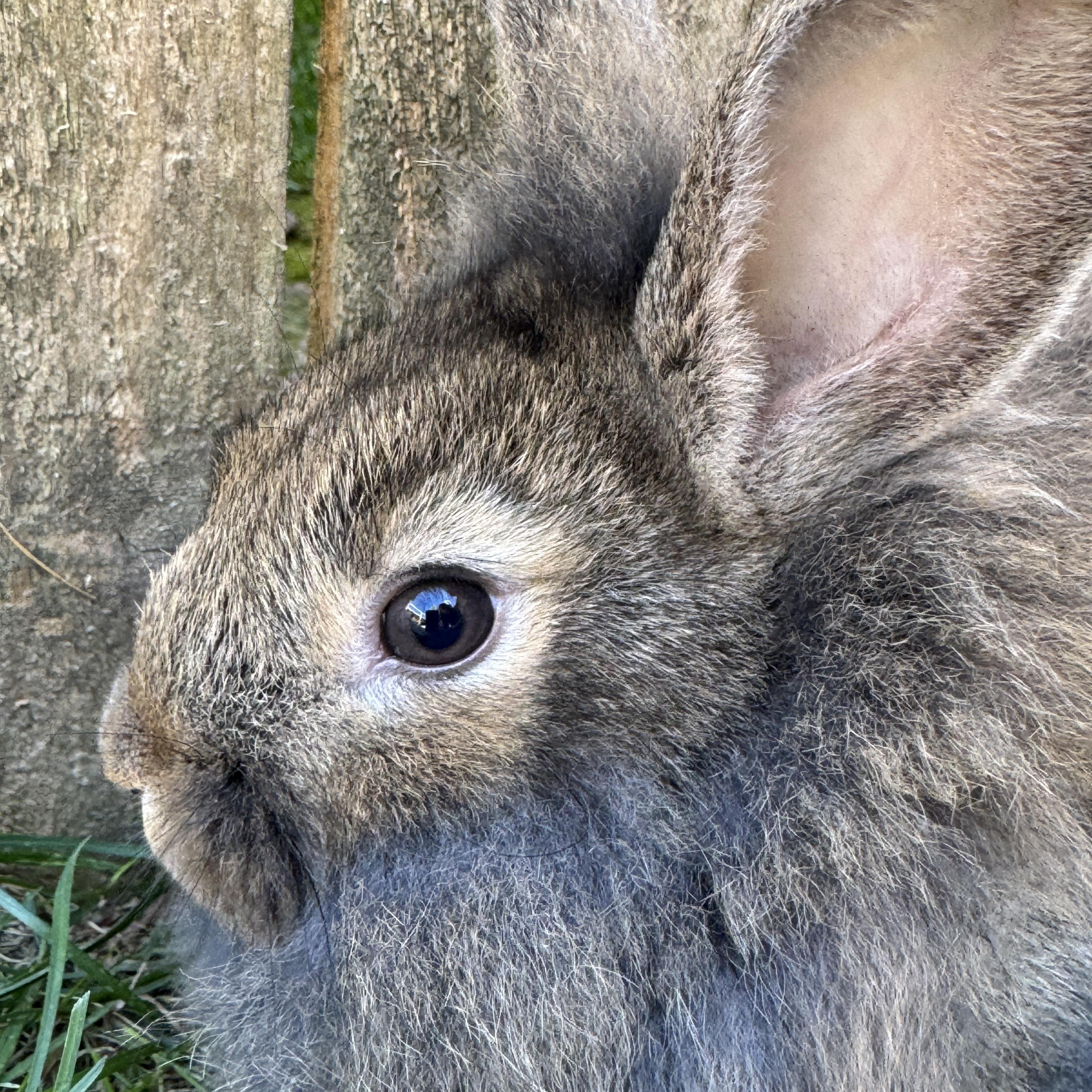 Enlarge Pochita *girl, a Adoptable mixed breed in Harrisburg, OR image 2/6