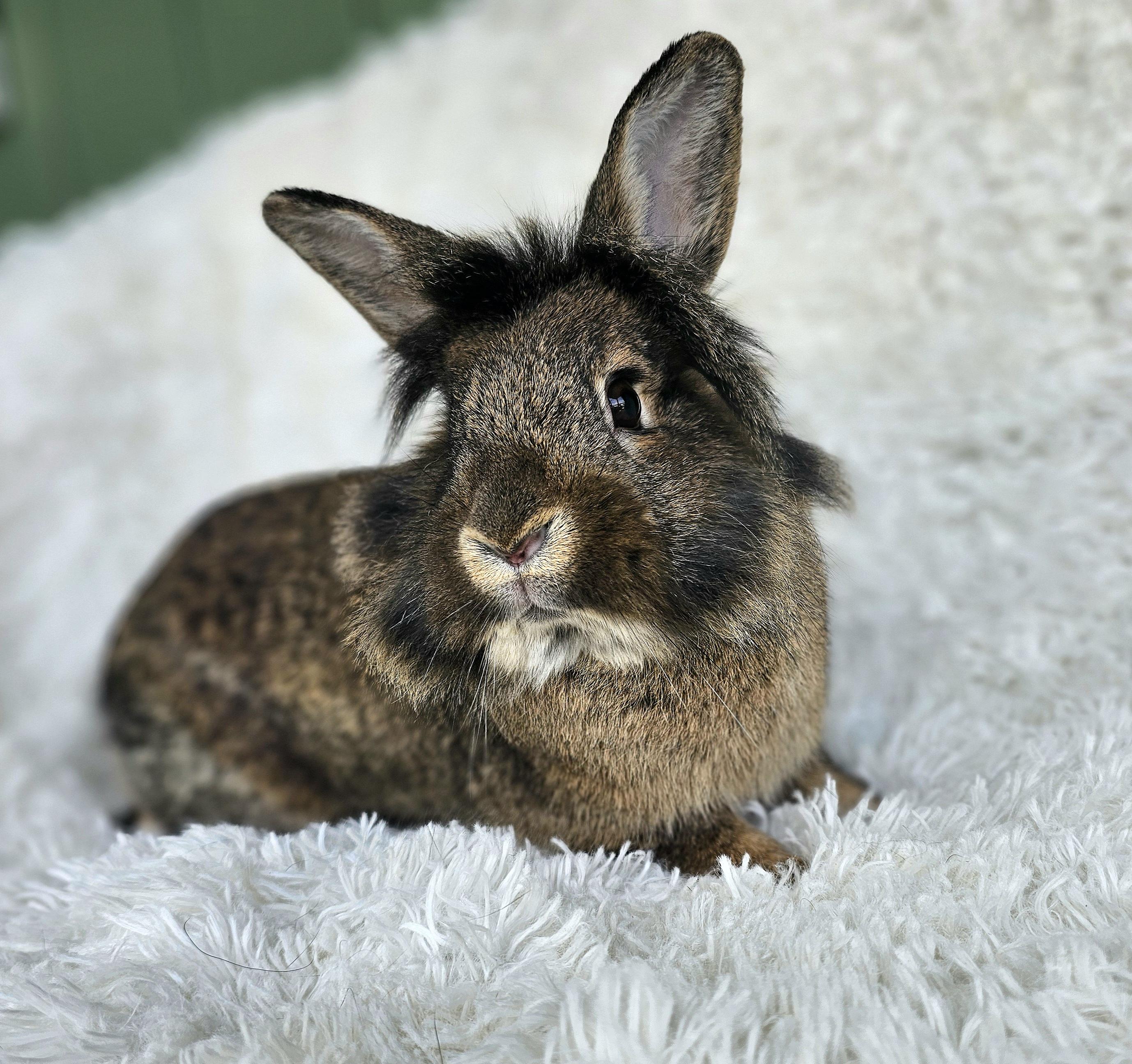 Pochita, Adoptable, Young Female Lionhead & Lop Eared.