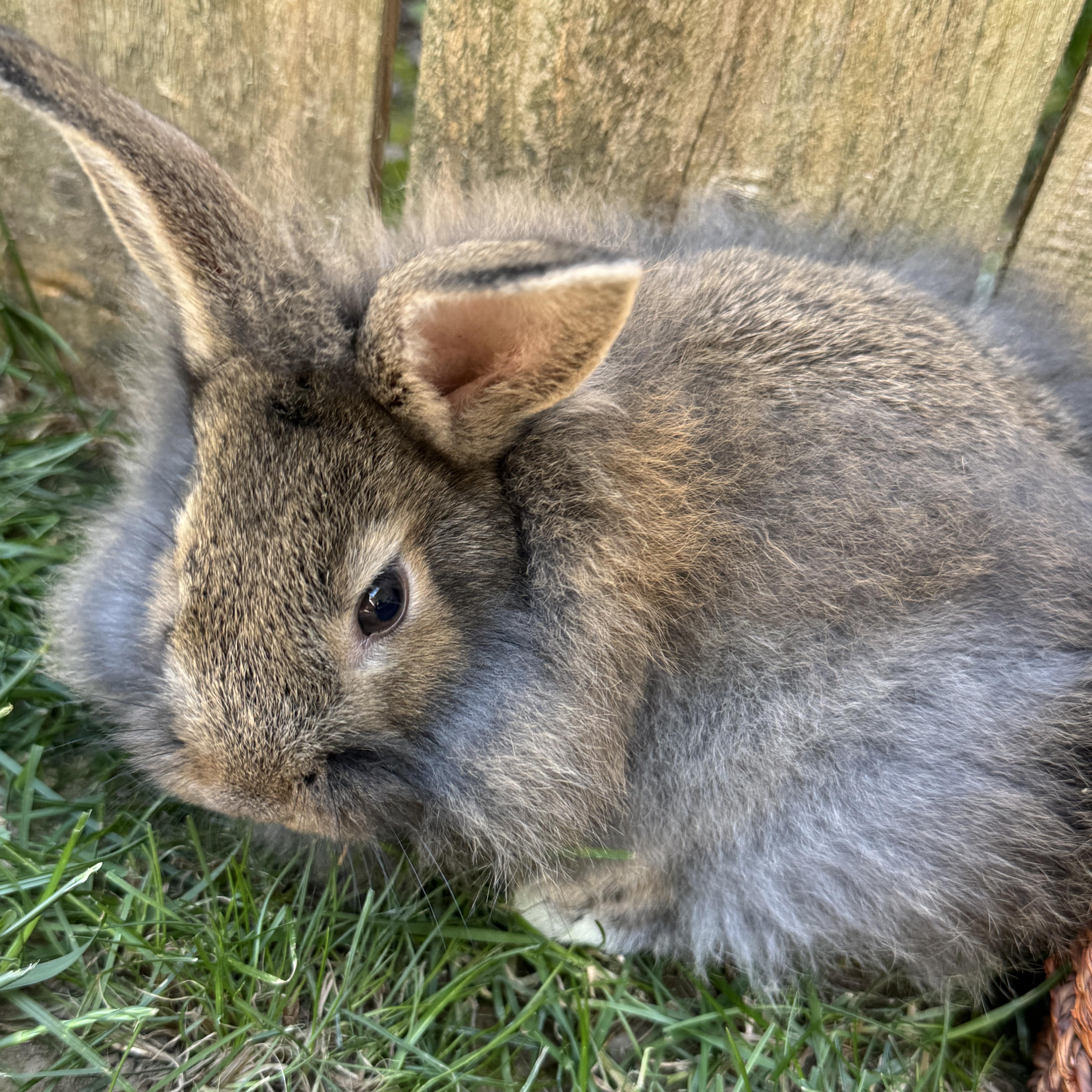 Enlarge Pochita *girl, a Adoptable mixed breed in Harrisburg, OR image 3/6