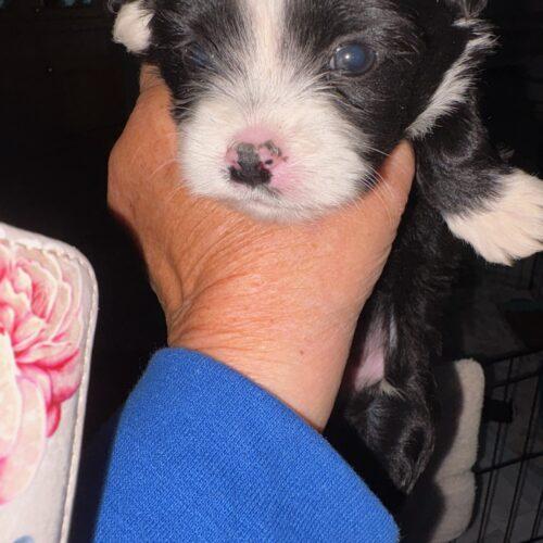 Enlarge Yam, a Adoptable mixed breed in Langley, BC image 2/2