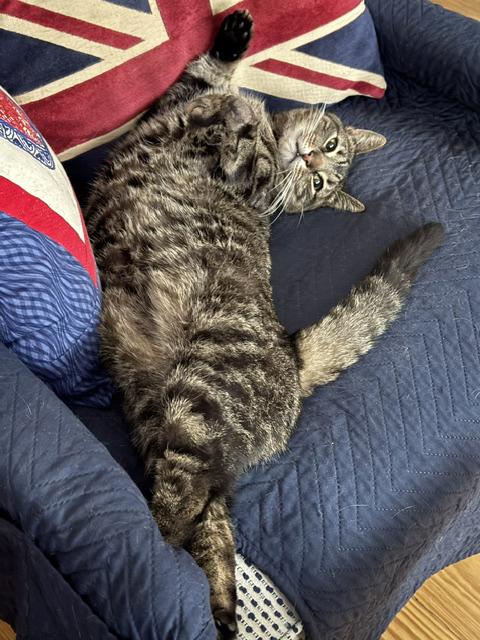 Enlarge Dilly Chester , an adoptable Domestic Short Hair in Philadelphia, PA image 6/6