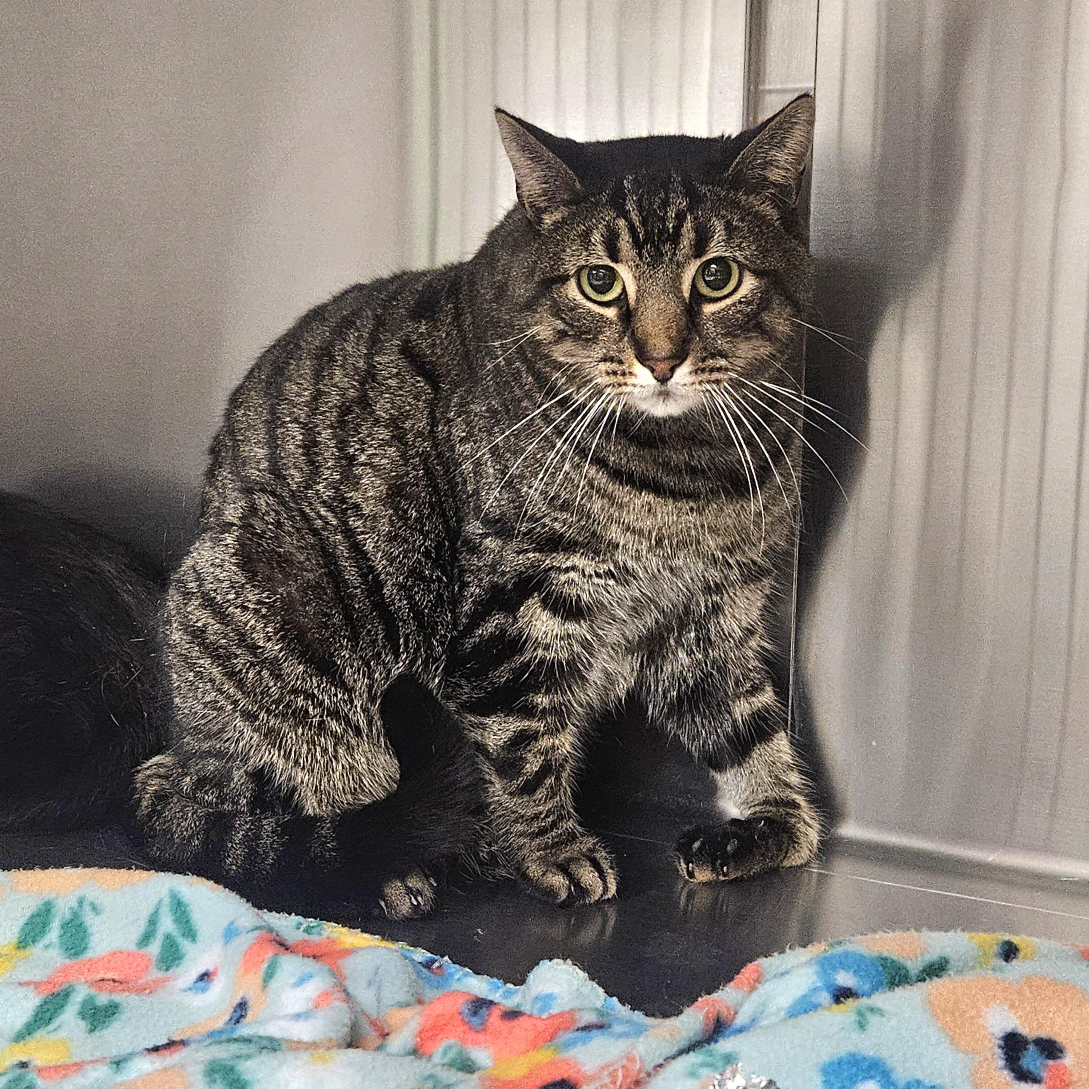 Dilly Chester , an adoptable Domestic Short Hair in Philadelphia, PA image 3/3