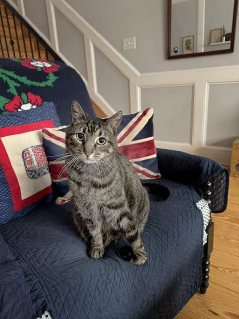 Dilly Chester , adoptable, Adult Male Domestic Short Hair.