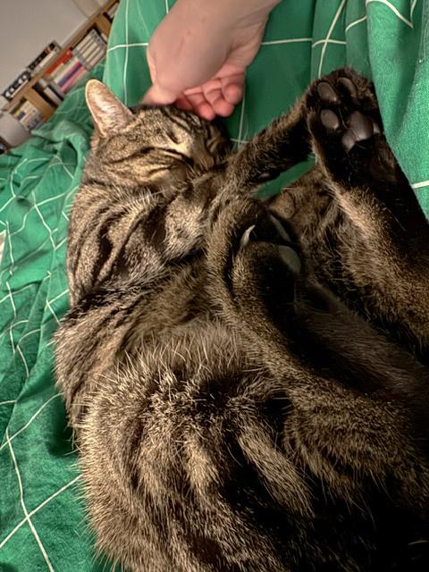 Enlarge Dilly Chester , an adoptable Domestic Short Hair in Philadelphia, PA image 4/6